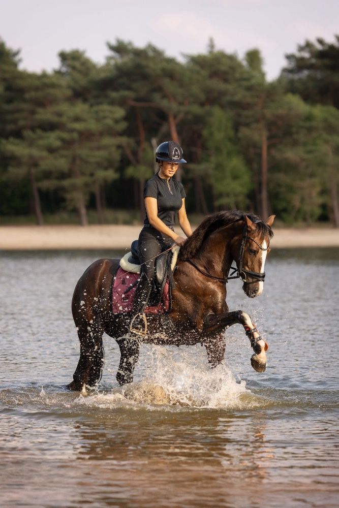 Zangersheide allrounder Merrie 4 years old Vos for sale - Photo 3