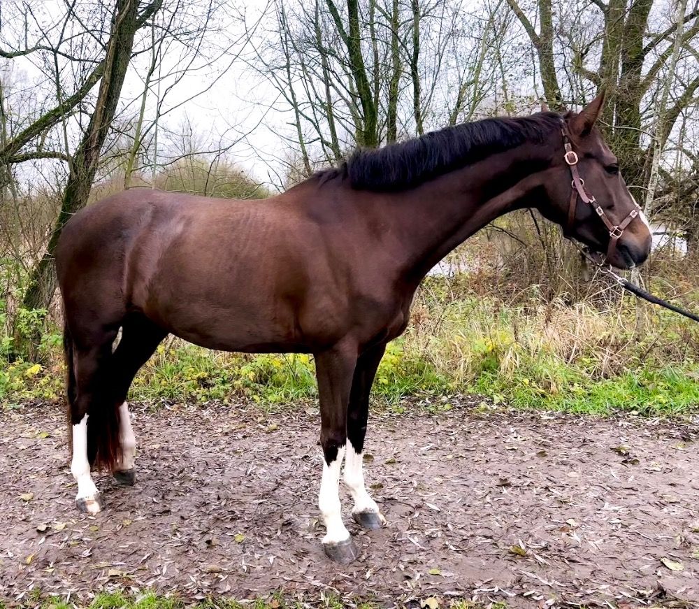 Zangersheide allrounder Merrie 4 years old Vos for sale - Photo 2