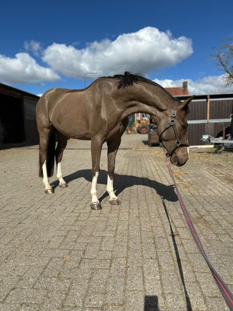 Zangersheide allrounder Merrie 4 years old Vos for sale - Photo 5