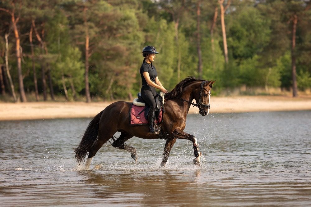 Future all-round pony/horse