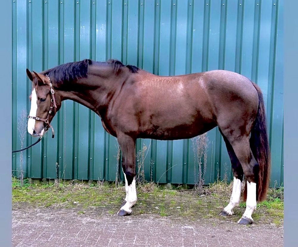Zangersheide allrounder Merrie 4 years old Vos for sale - Photo 4