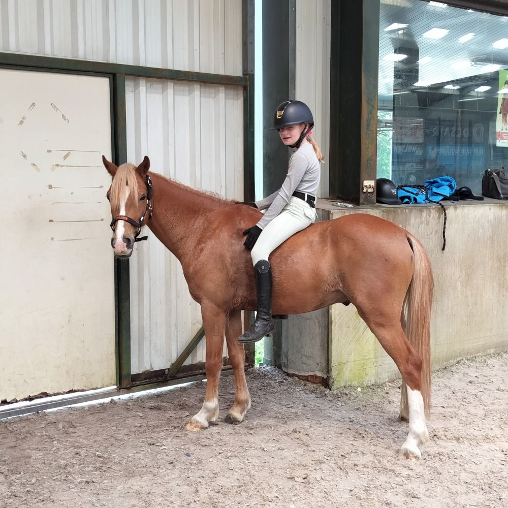Welsh allround-pony Ruin 5 jaar Vos te koop - Foto 4