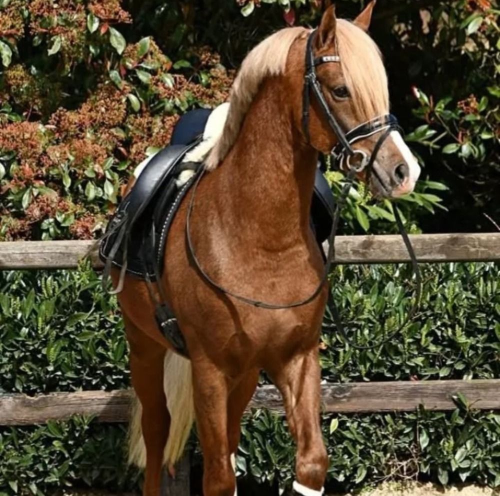 Welsh allround-pony Ruin 5 jaar Vos te koop - Foto 2