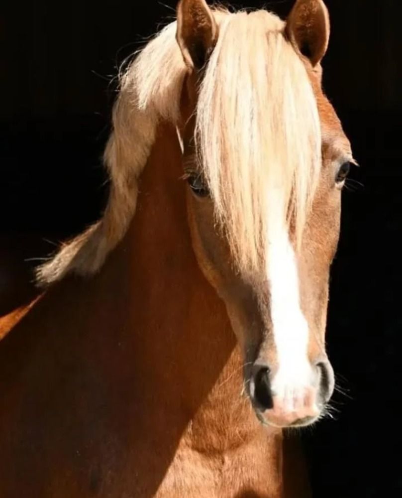 Knappe C pony te koop