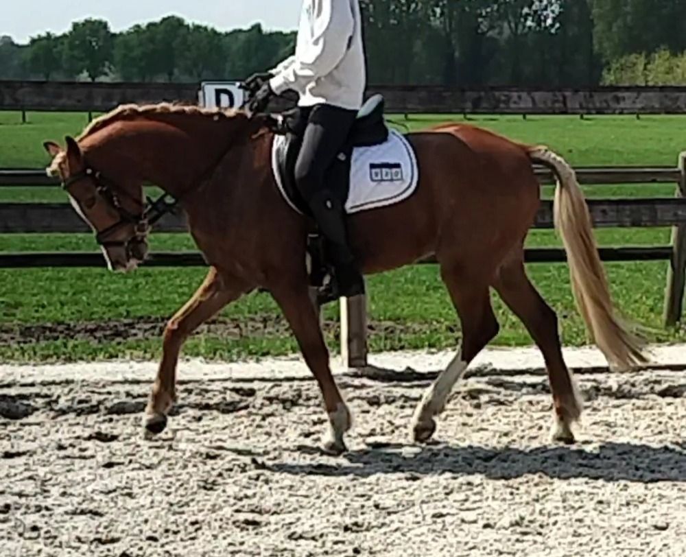 Welsh allround-pony Ruin 5 jaar Vos te koop - Foto 3