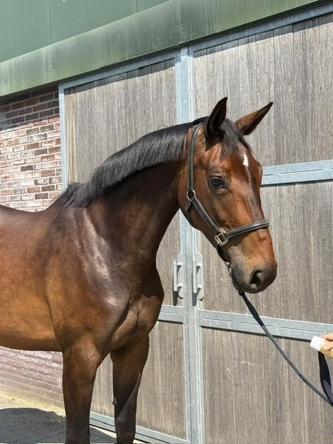 【販売】魅力的な繁殖牝馬 FALAISE DE MUZE X CHARLOTTE Z (GEMMA W 160SPR の母系)