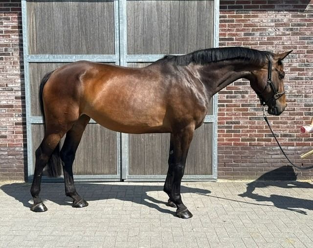 Zangersheide fokmerrie Merrie 6 år Bruin till salu - Foto 2