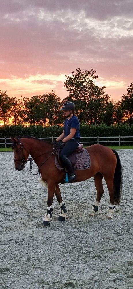 BWP springpony Merrie 5 jaar Bruin te koop - Foto 5