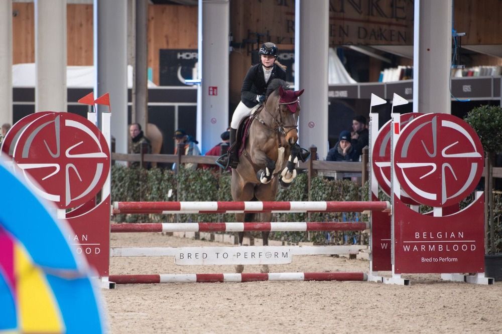 BWP springpony Merrie 5 jaar Bruin te koop - Foto 3