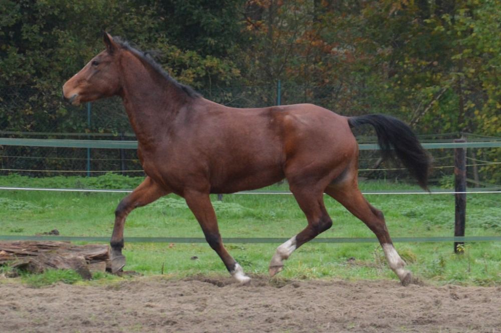 BWP springpony Merrie 5 jaar Bruin te koop - Foto 4