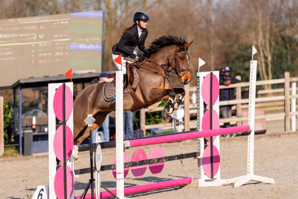 D springpony te koop