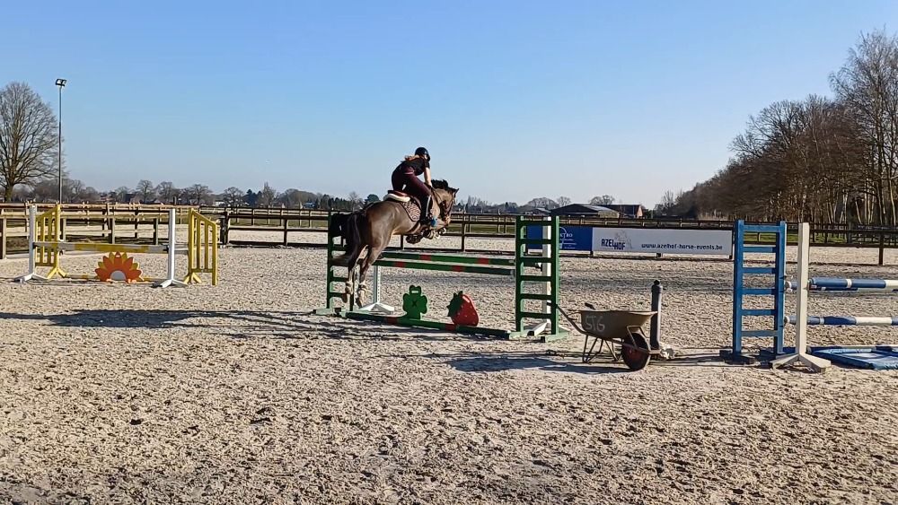 BWP springpony Merrie 5 jaar Bruin te koop - Foto 6