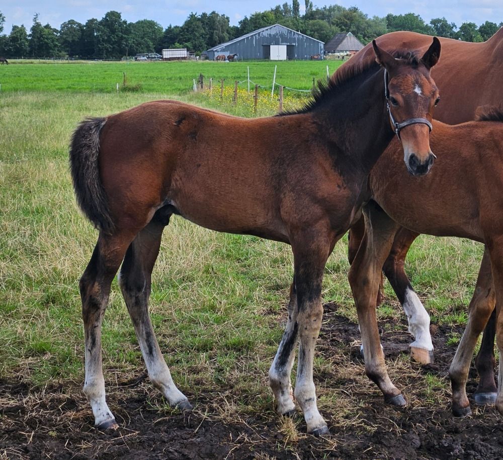 KWPN allrounder Hengst Bruin te koop - Foto 2