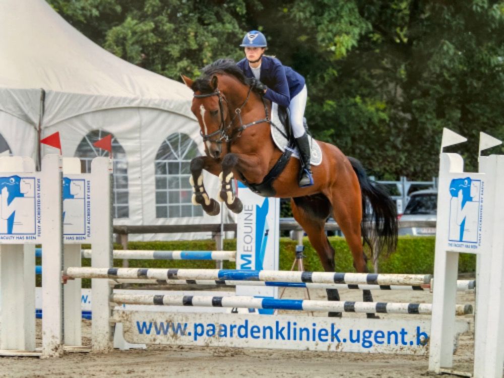 BWP springpaard Ruin 5 jaar Bruin te koop - Foto 2