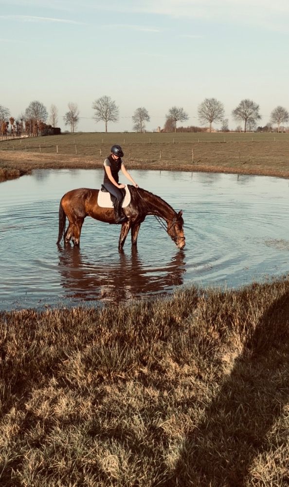 BWP springpaard Ruin 5 jaar Bruin te koop - Foto 3