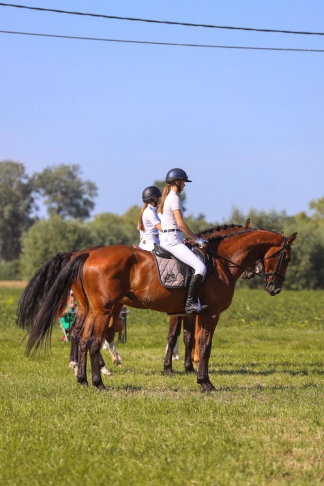 BWP springpaard Ruin 5 jaar Bruin te koop - Foto 5