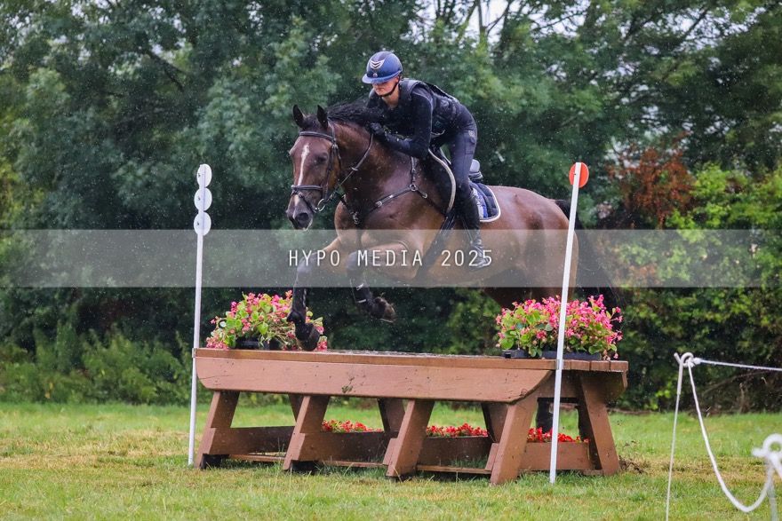 BWP springpaard Ruin 5 jaar Bruin te koop - Foto 4