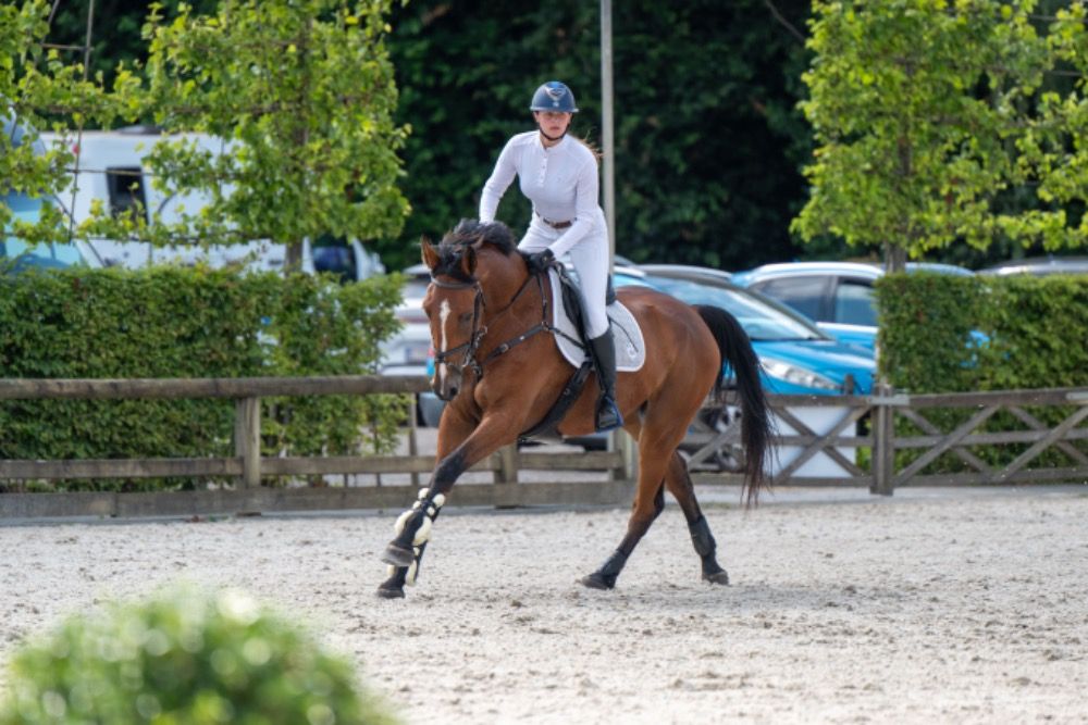 BWP springpaard Ruin 5 jaar Bruin te koop - Foto 6