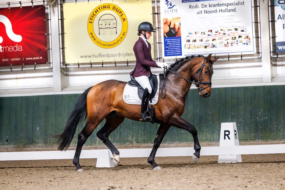 KWPN dressuurpaard Ruin 4 jaar Bruin te koop - Hoofdfoto