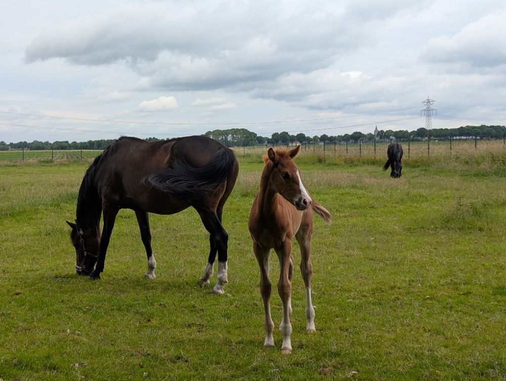 KWPN dressuurpaard Hengst Vos te koop - Foto 3