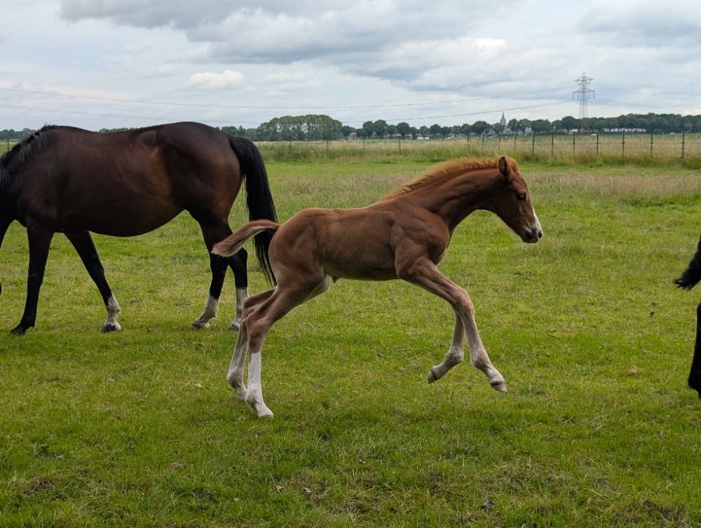 KWPN dressuurpaard Hengst Vos te koop - Foto 5
