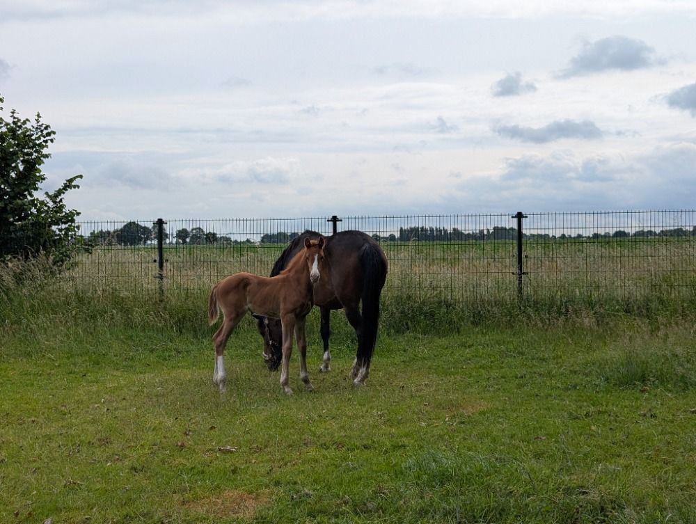 KWPN dressuurpaard Hengst Vos te koop - Foto 4