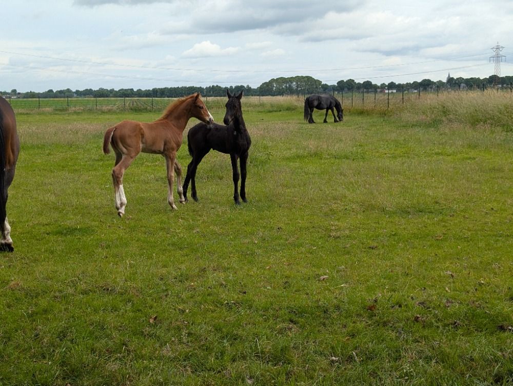 KWPN dressuurpaard Hengst Vos te koop - Foto 2