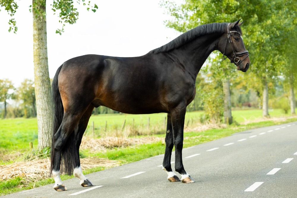 Talented 7-year-old gelding by Ravel