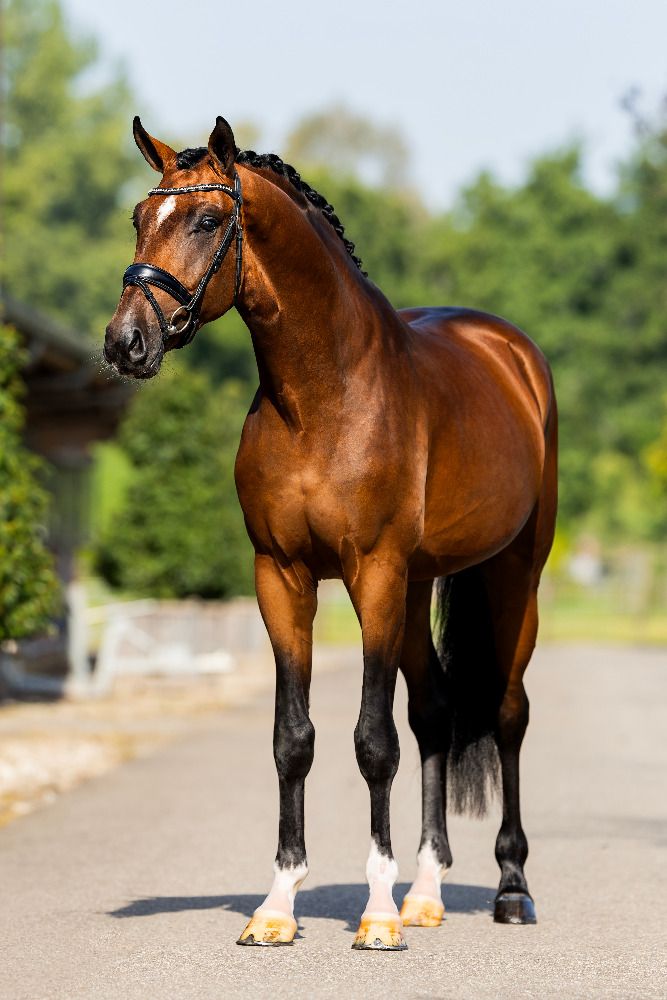 KWPN dressuurpaard Hengst 4 jaar Bruin te koop - Foto 4