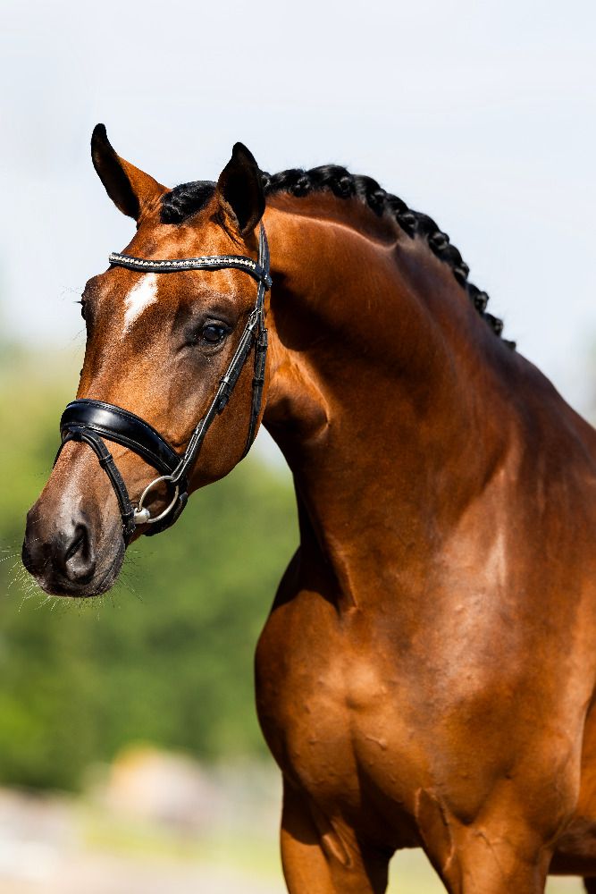 Romario - Bonds x Westpoint (Stallion 2021)