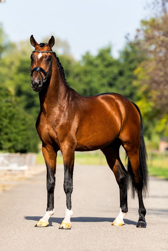 KWPN dressuurpaard Hengst 4 jaar Bruin te koop - Foto 3