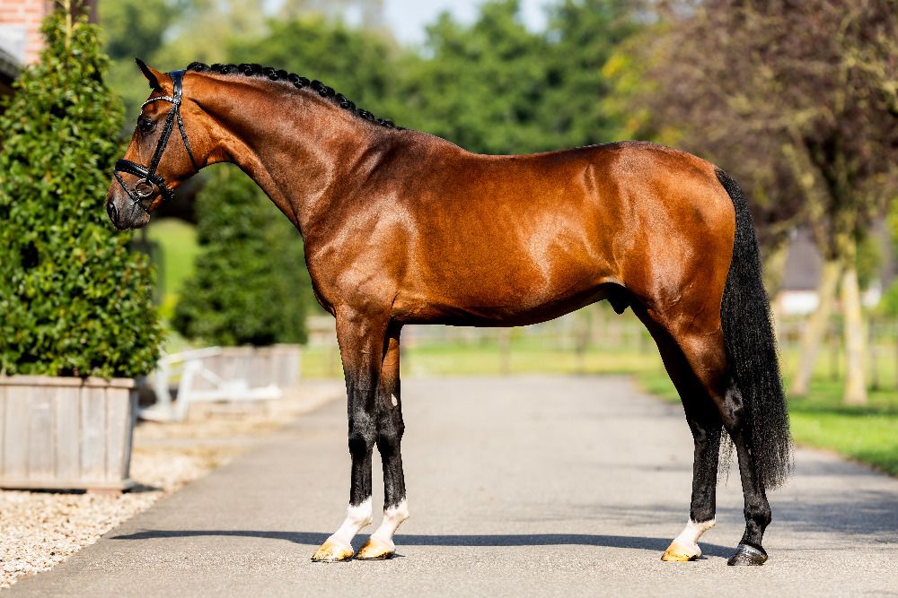 KWPN dressuurpaard Hengst 4 jaar Bruin te koop - Foto 2