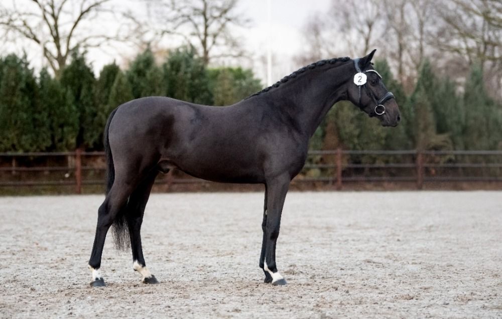 New Forest springpony Hengst 4 jaar Zwart te koop - Foto 2