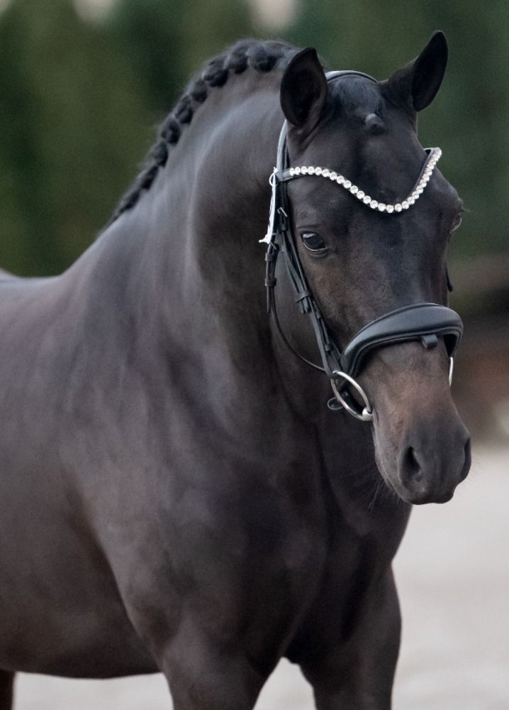 New Forest springpony Hengst 4 jaar Zwart te koop - Foto 4