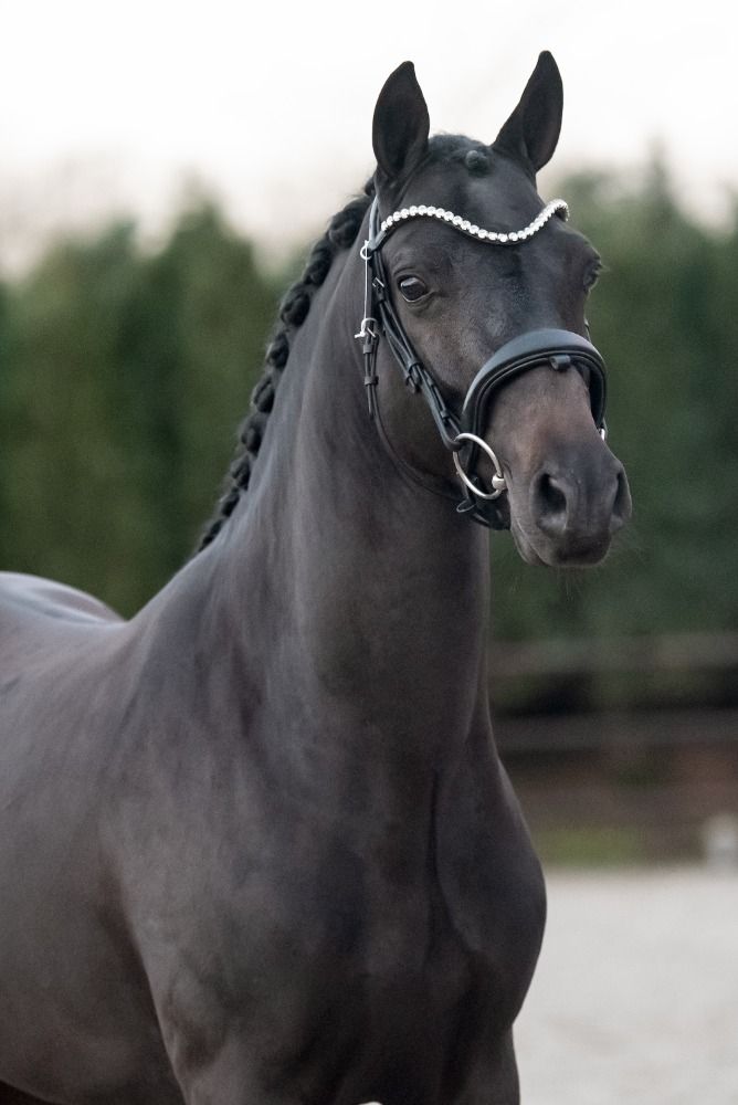New Forest springpony Hengst 4 jaar Zwart te koop - Foto 3