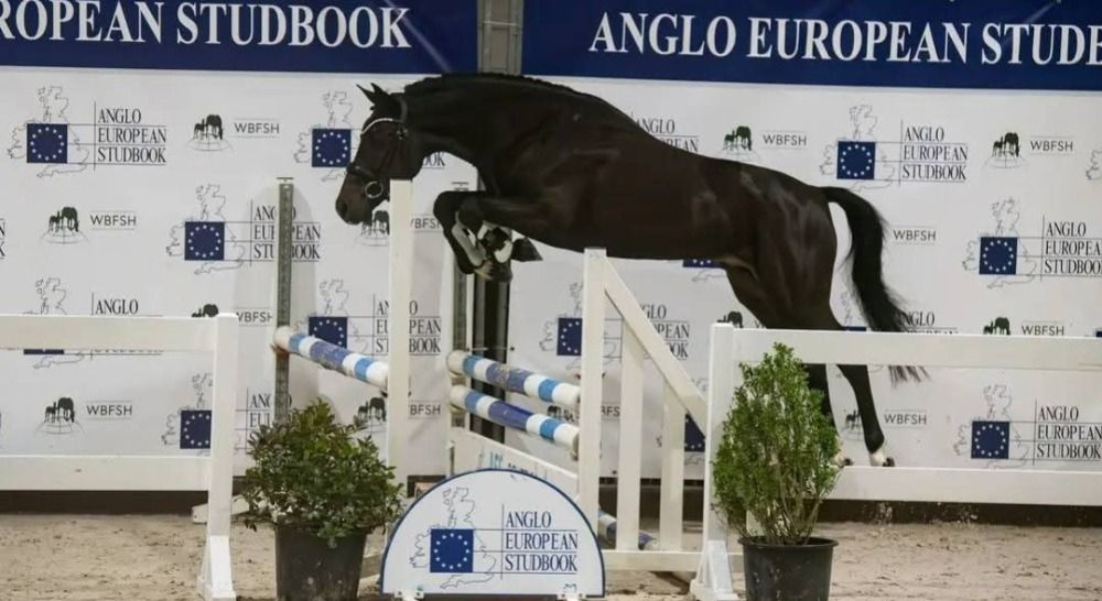 New Forest springpony Hengst 4 jaar Zwart te koop - Foto 5