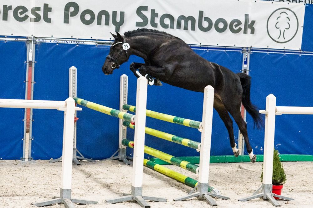 D-pony Licensed Stallion | FEI prospect | Hunter | Showjumping | Eventing | Dressage