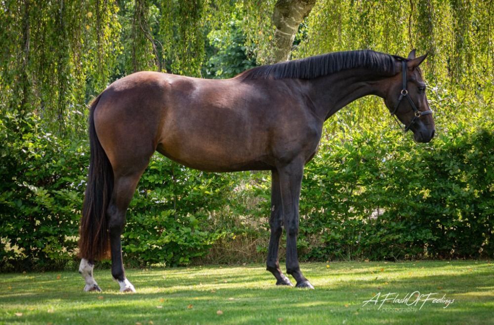 KWPN dressuurpaard Merrie 3 jaar Bruin te koop - Foto 3
