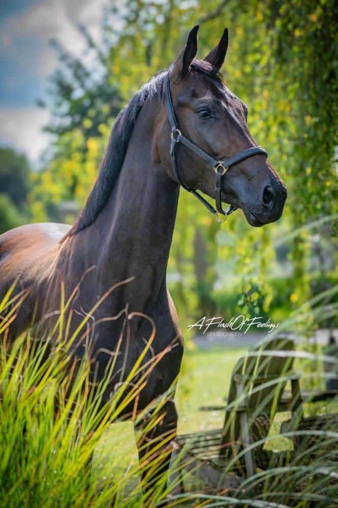 KWPN dressuurpaard Merrie 3 jaar Bruin te koop - Hoofdfoto