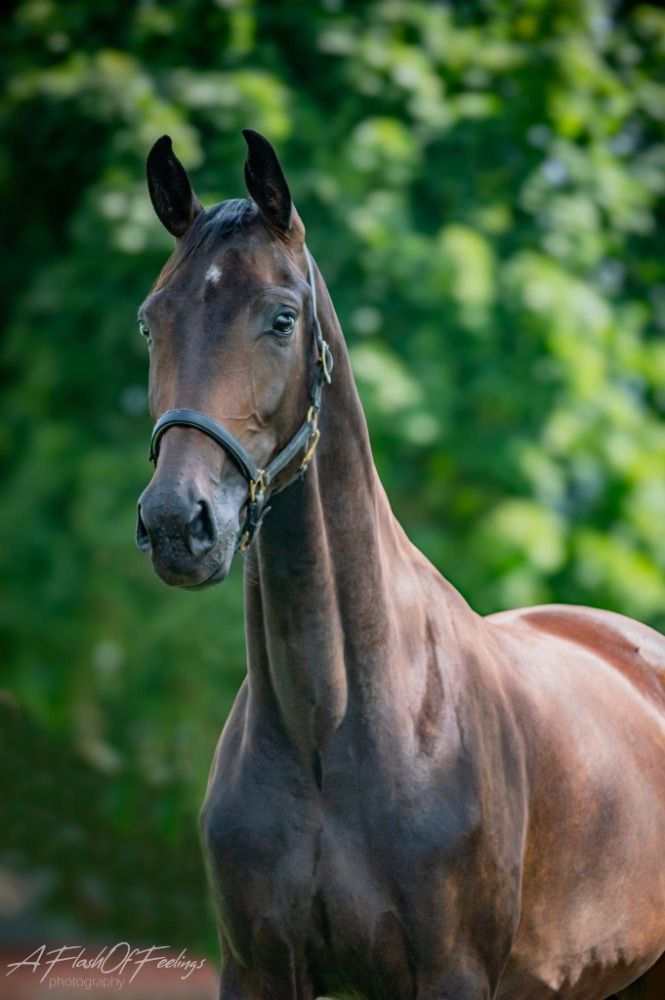 KWPN dressuurpaard Merrie 3 jaar Bruin te koop - Foto 2
