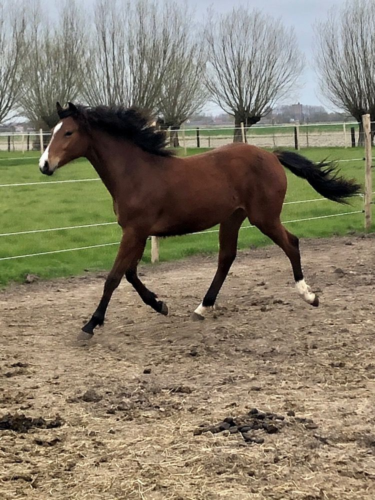 BWP springpaard Merrie 5 jaar Bruin te koop - Foto 3