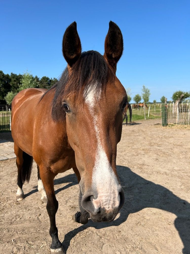 BWP springpaard Merrie 5 jaar Bruin te koop - Foto 6