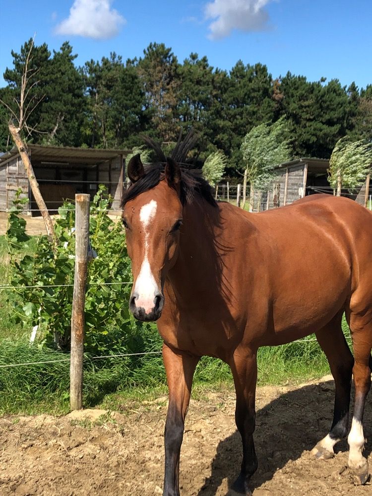 BWP springpaard Merrie 5 jaar Bruin te koop - Foto 2