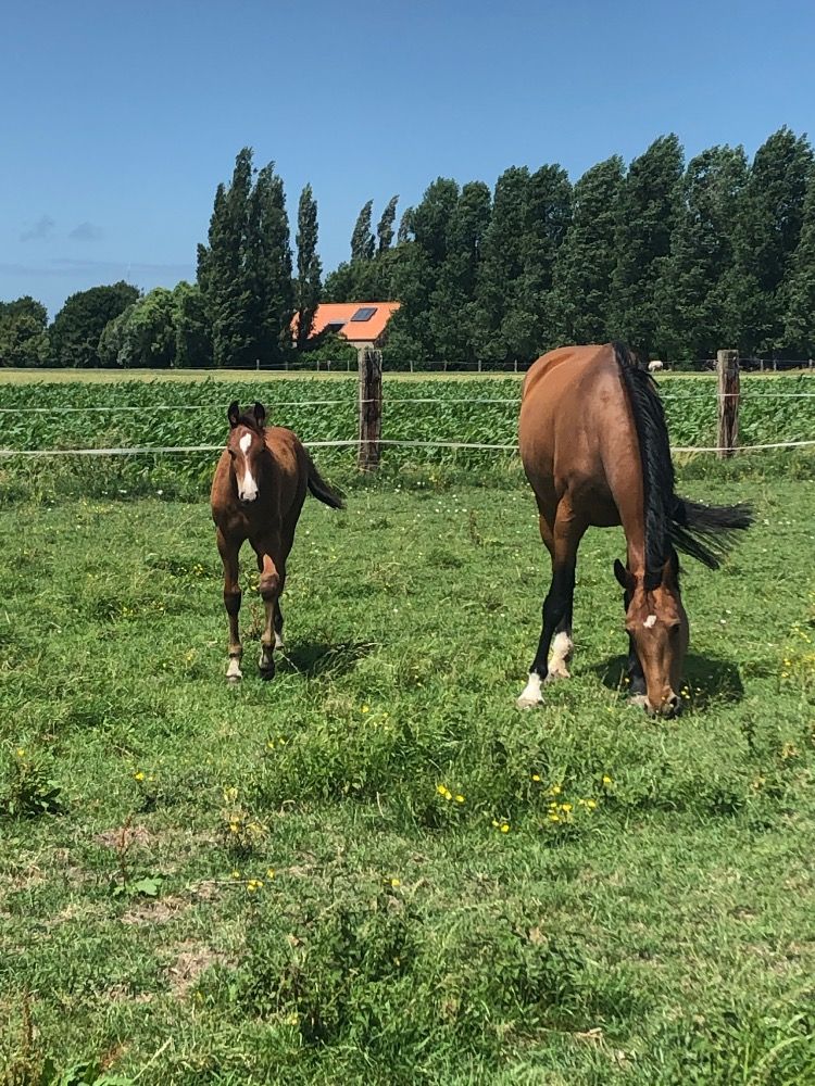 BWP springpaard Merrie 5 jaar Bruin te koop - Foto 5