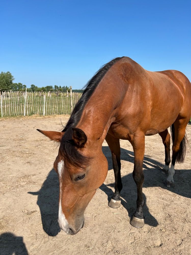 BWP springpaard Merrie 5 jaar Bruin te koop - Foto 4