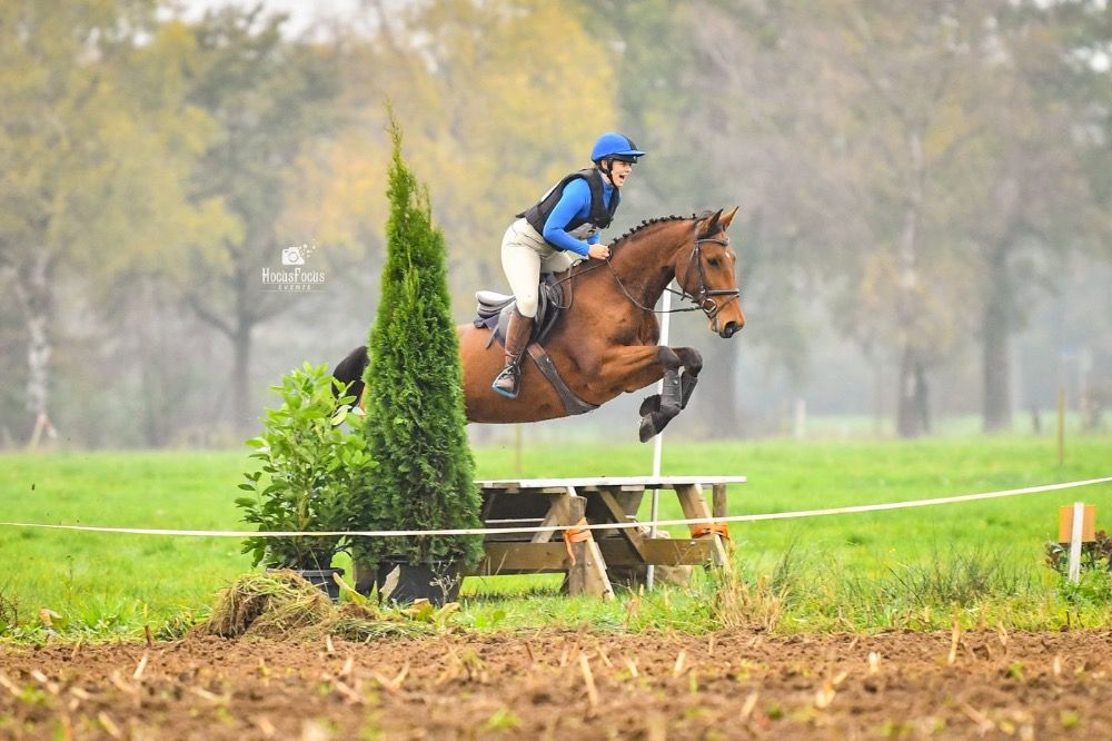 Ander stamboek allrounder Merrie 7 jaar Bruin te koop - Foto 2