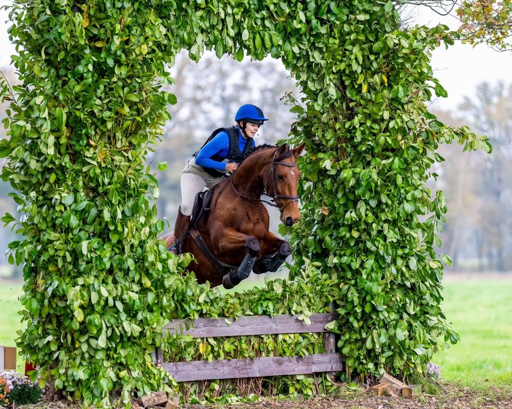Ander stamboek allrounder Merrie 7 jaar Bruin te koop - Hoofdfoto