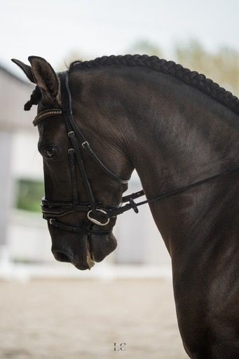 PRE dressuurpaard Ruin 8 jaar Andere te koop - Foto 2