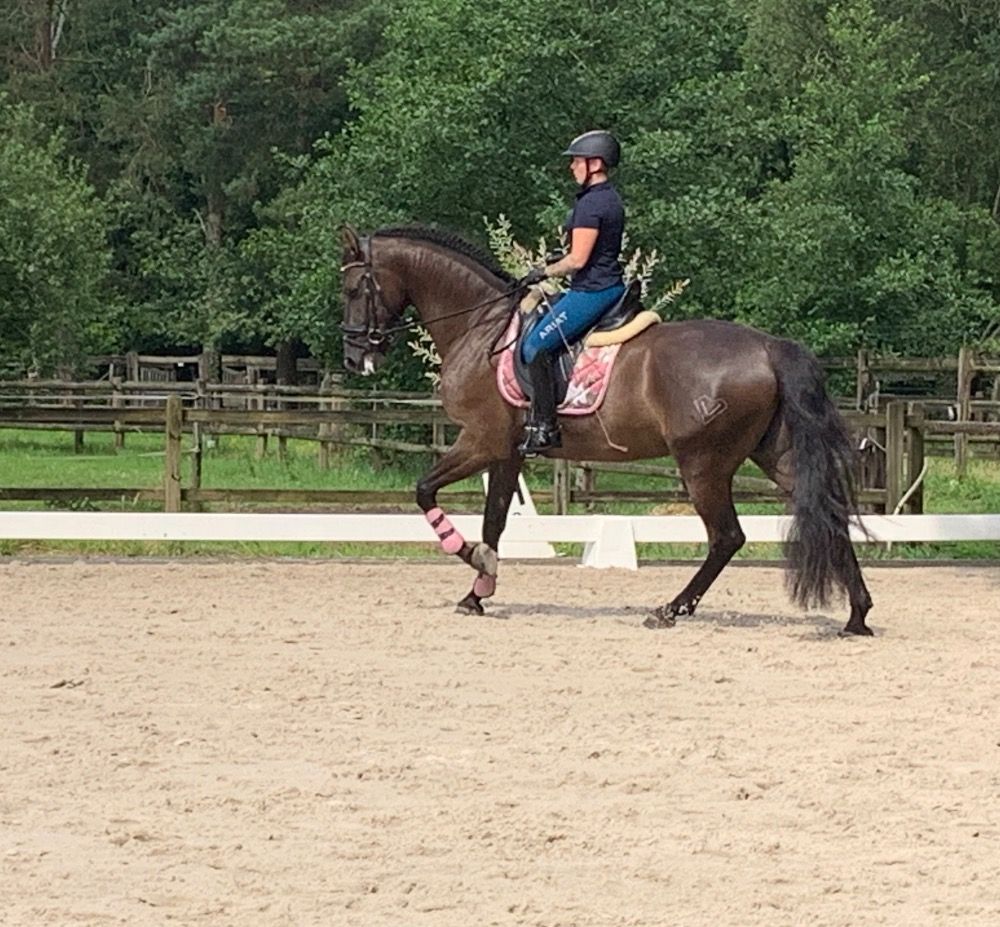 PRE dressuurpaard Ruin 8 jaar Andere te koop - Foto 6