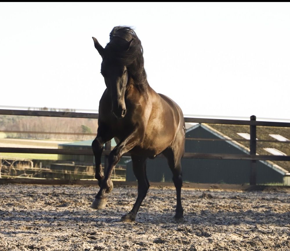 PRE dressuurpaard Ruin 8 jaar Andere te koop - Foto 5